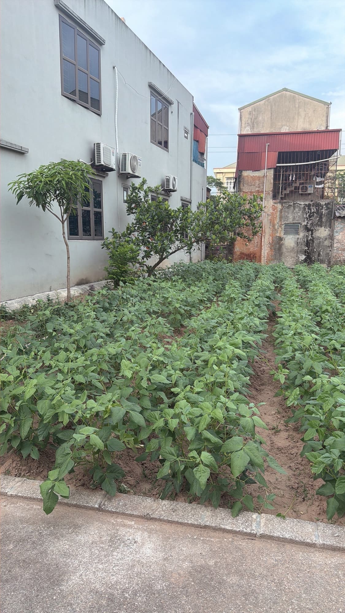Nhà đất mặt phố, Hưng Yên, Hưng Yên - 92.6m² giá 1.35 tỷ